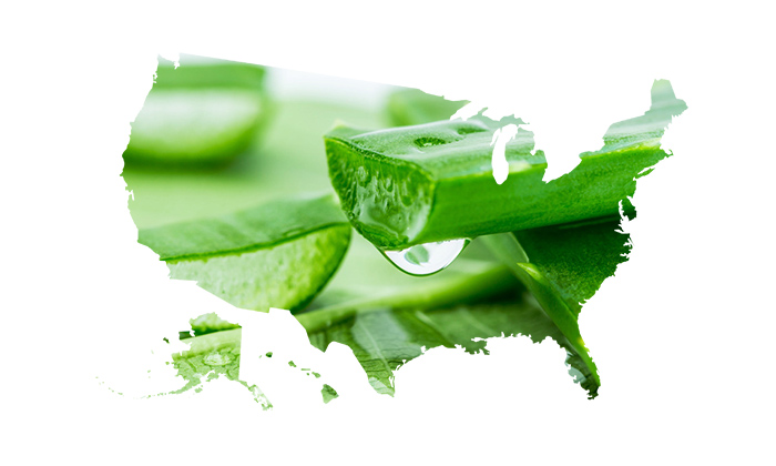 平衡口腔菌群,吸附異味